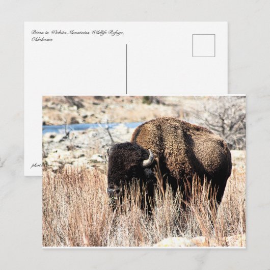 Carte postale Bison (Devant / Derrière)