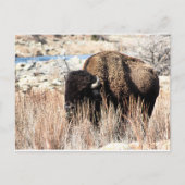 Carte postale Bison (Devant)