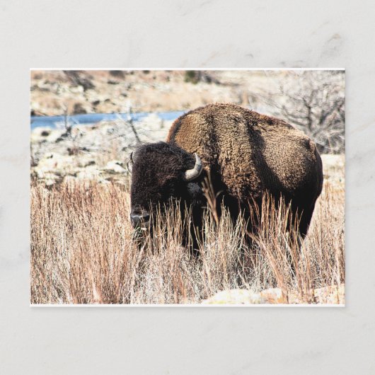 Carte postale Bison (Devant)
