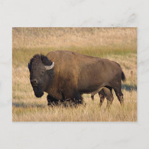 Carte Postale Bison à Yellowstone