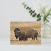 Carte Postale Bison à Yellowstone (Debout devant)