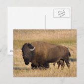 Carte Postale Bison à Yellowstone (Devant / Derrière)