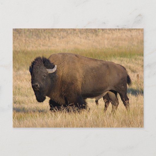 Carte Postale Bison à Yellowstone (Devant)