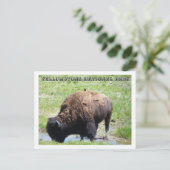 Carte Postale Bison à Yellowstone (Debout devant)