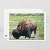 Carte Postale Bison à Yellowstone (Devant / Derrière)