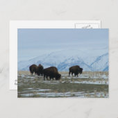 Carte Postale Bison américain (Devant / Derrière)