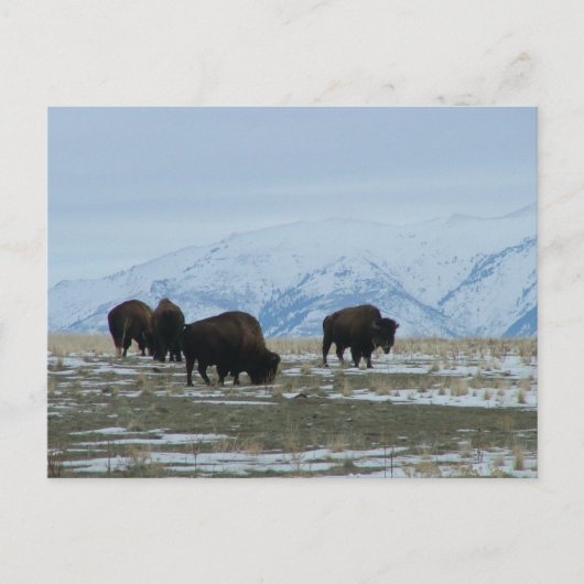Carte Postale Bison américain (Devant)