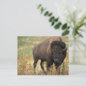 Carte Postale Bison Américain (Debout devant)