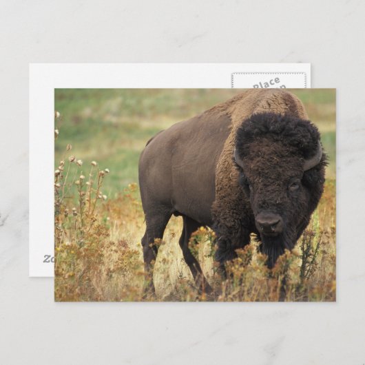 Carte Postale Bison Américain (Devant / Derrière)