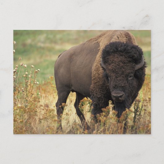 Carte Postale Bison Américain (Devant)