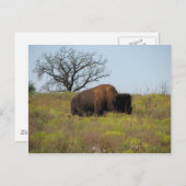 Carte Postale Bison américain (Devant / Derrière)