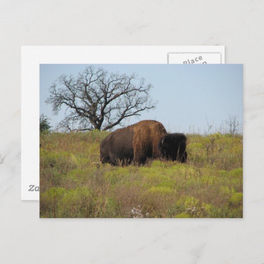 Carte Postale Bison américain (Devant / Derrière)