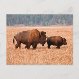 Carte Postale Bison Américain (Bison Bison) Vache Et Veau