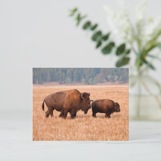 Carte Postale Bison Américain (Bison Bison) Vache Et Veau (Debout devant)