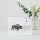 Carte Postale Bison américain dans un étang à vapeur (Debout devant)