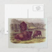 Carte Postale Bison américain ou buffle (Devant / Derrière)