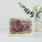 Carte Postale Bison américain ou buffle (Debout devant)
