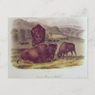 Carte Postale Bison américain ou buffle