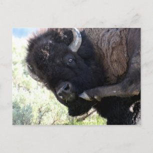 Carte Postale Bison américain sauvage au parc national Yellowsto