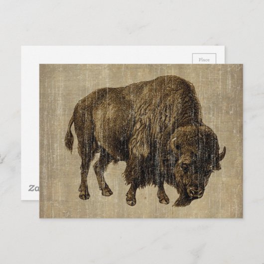 Carte Postale Bison Ancien (Devant / Derrière)