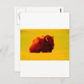 Carte Postale Bison assis (Devant / Derrière)