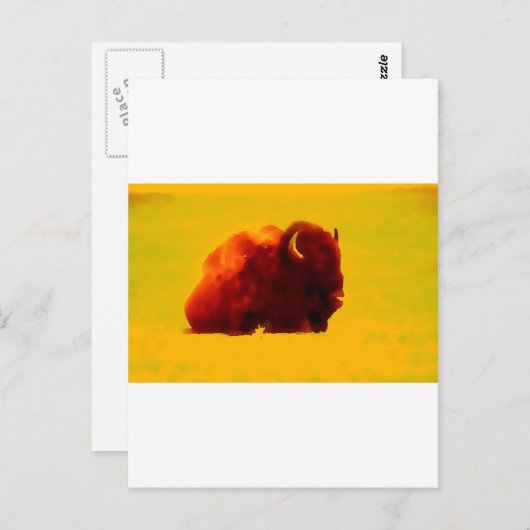 Carte Postale Bison assis (Devant / Derrière)