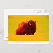 Carte Postale Bison assis (Devant / Derrière)