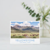 Carte Postale Bison at Yellowstone National Park Summer Mountain (Debout devant)