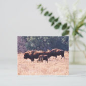 Carte Postale Bison au parc de LBJ (Debout devant)