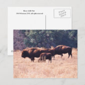 Carte Postale Bison au parc de LBJ (Devant / Derrière)
