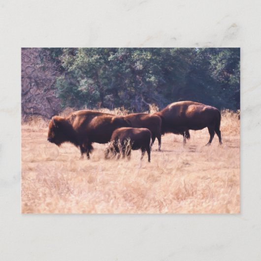 Carte Postale Bison au parc de LBJ (Devant)