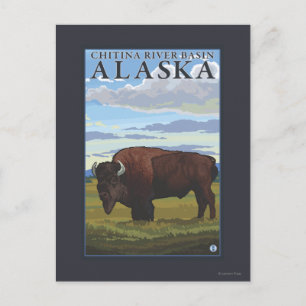 Carte Postale Bison - Bassin de la rivière Chitina, Alaska