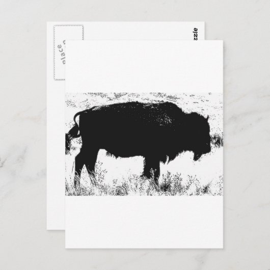 Carte Postale Bison - Buffalo (Devant / Derrière)