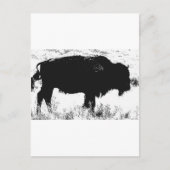 Carte Postale Bison - Buffalo (Devant)