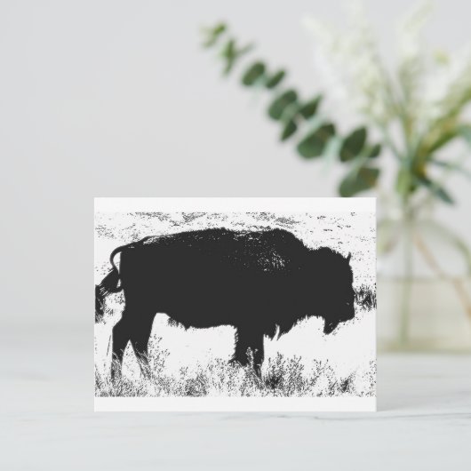 Carte Postale Bison - Buffalo (Debout devant)
