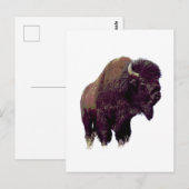 Carte Postale Bison Buffalo  (Devant / Derrière)