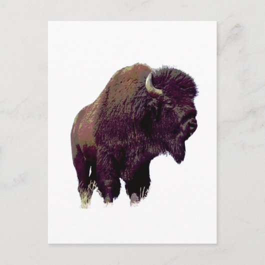 Carte Postale Bison Buffalo  (Devant)