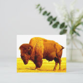 Carte Postale Bison / Buffle (Debout devant)