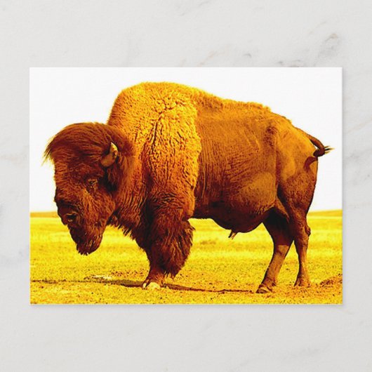 Carte Postale Bison / Buffle (Devant)