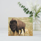 Carte Postale Bison / Buffle (Debout devant)
