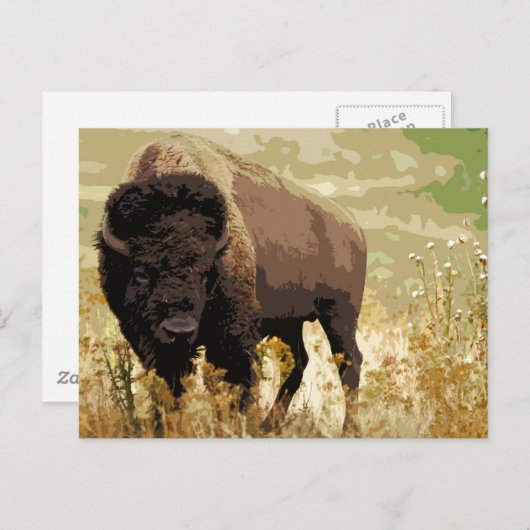 Carte Postale Bison / Buffle (Devant / Derrière)