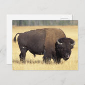 Carte Postale Bison Bull à Yellowstone National (Devant / Derrière)