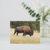 Carte Postale Bison Bull dans le parc national de Yellowstone (Debout devant)