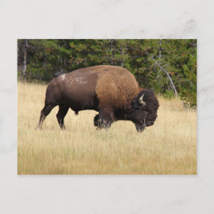 Carte Postale Bison Bull dans le parc national de Yellowstone