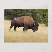 Carte Postale Bison Bull dans le parc national de Yellowstone (Devant)