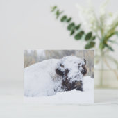 Carte Postale Bison Bull, manteau d'hiver (Debout devant)