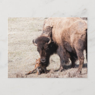 Carte Postale Bison Calf