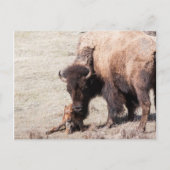 Carte Postale Bison Calf (Devant)