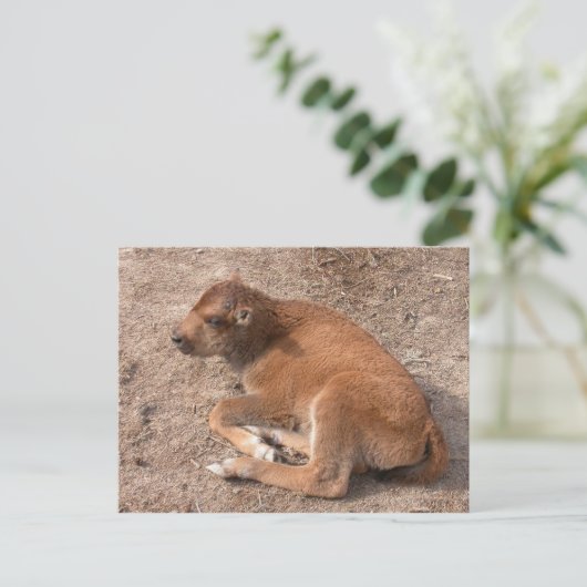 Carte Postale Bison Calf (Debout devant)