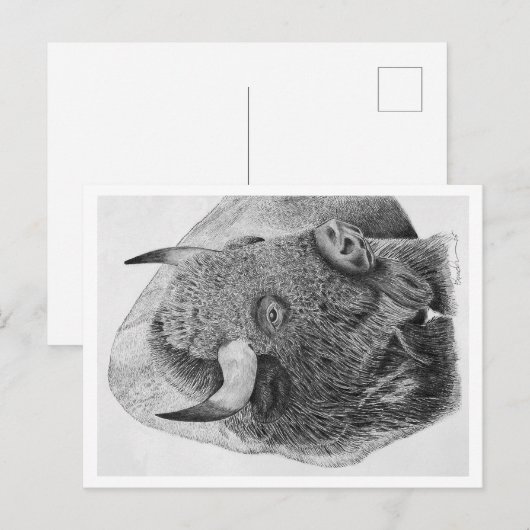 Carte Postale Bison d'Amérique (Devant / Derrière)